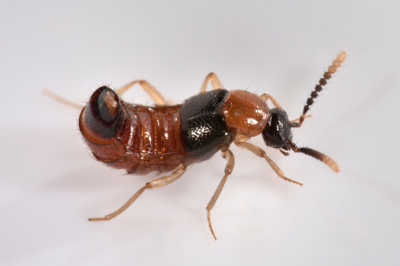 Staphylinidae: Zyras sp? Sì, Zyras collaris